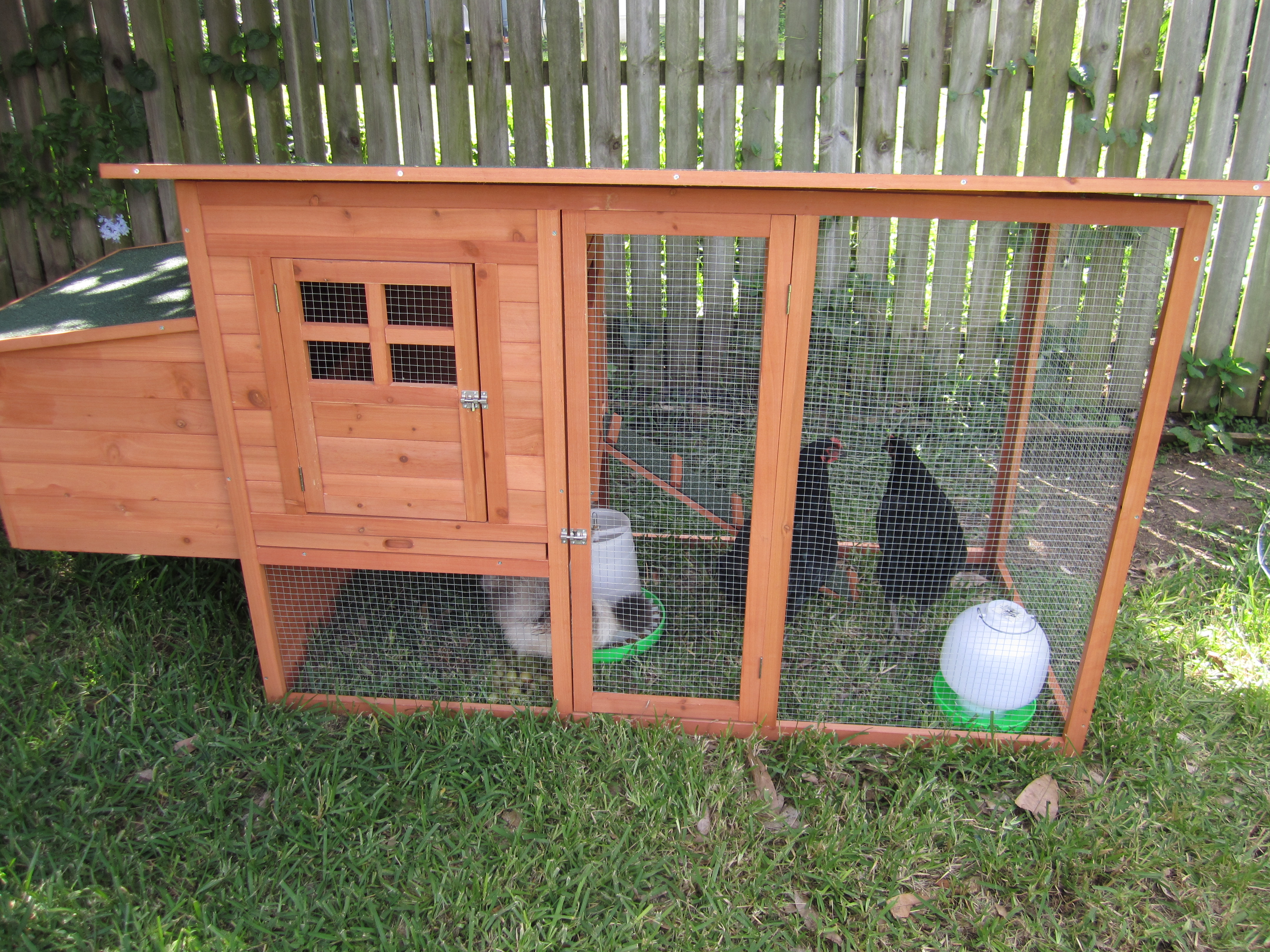 More new additions to our household… Chickens!